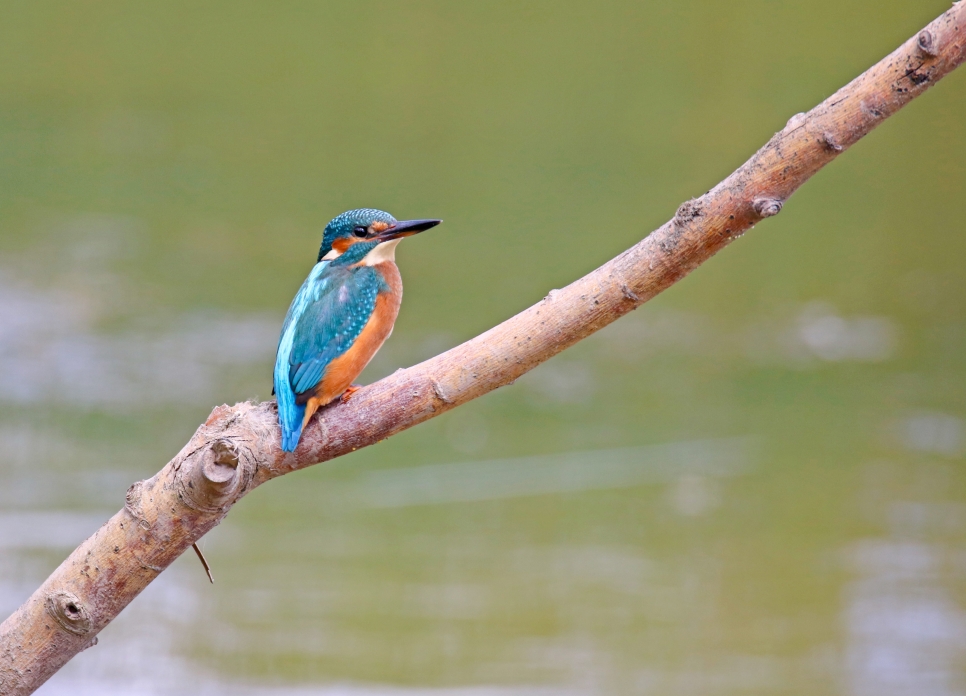 Speaking of Kings…Kingfishers have bred at  WWT Slimbridge 